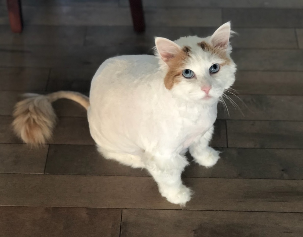 Mobile Cat Grooming Calgary - Tinkle Time Mobile Cat Grooming Calgary